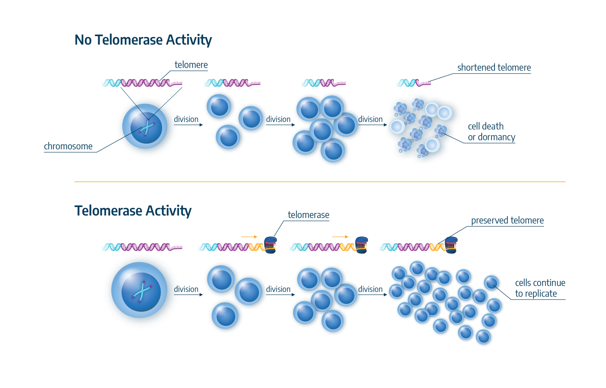 Telomerase Activity Graphic