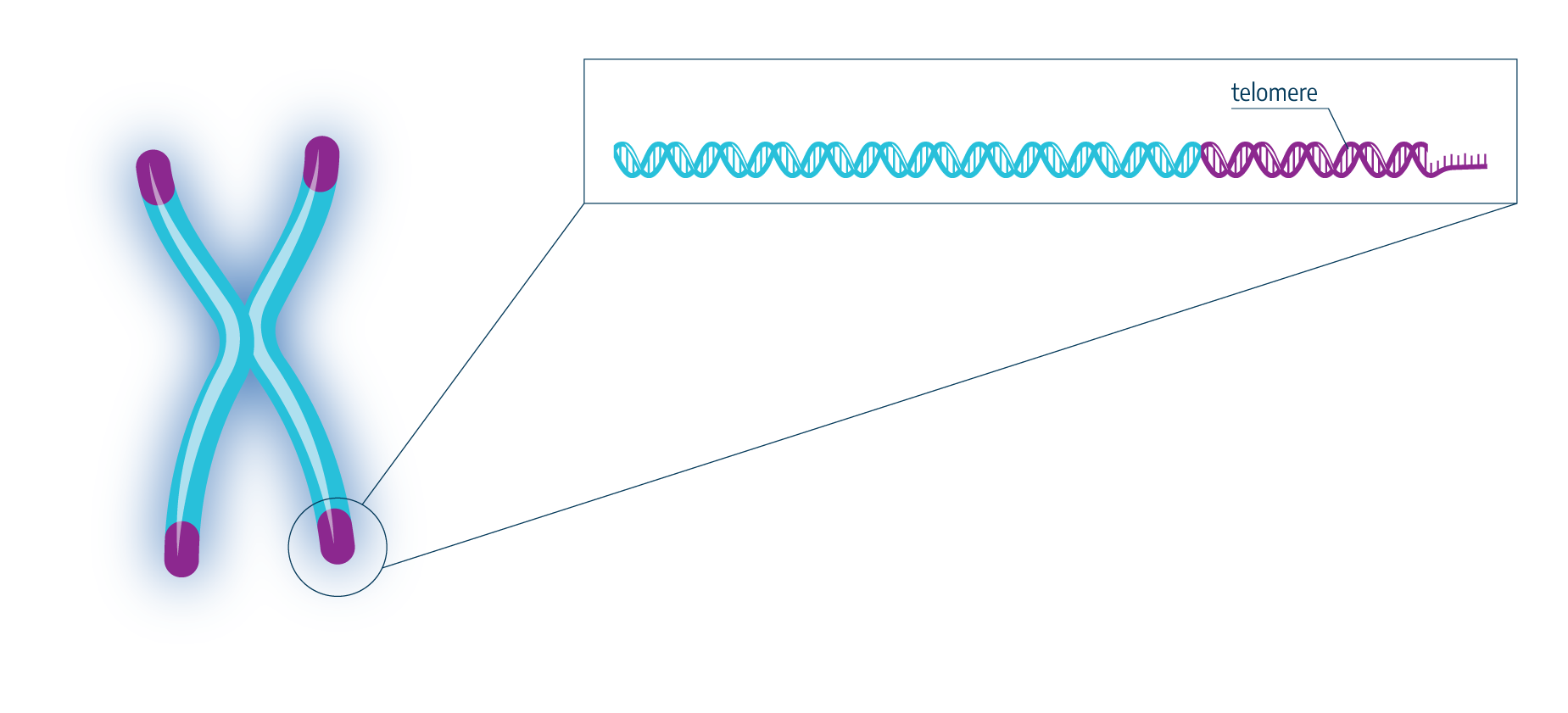 Telomere Illustration