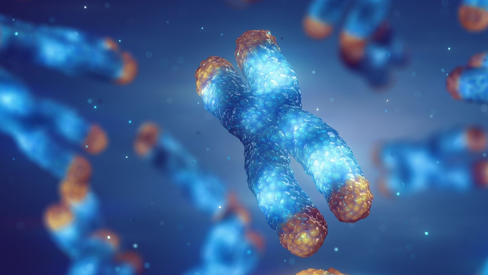 Telomere shortening and chromosome damage. The length of telomeres is affected by lifestyle and has direct impact on human health and lifespan.