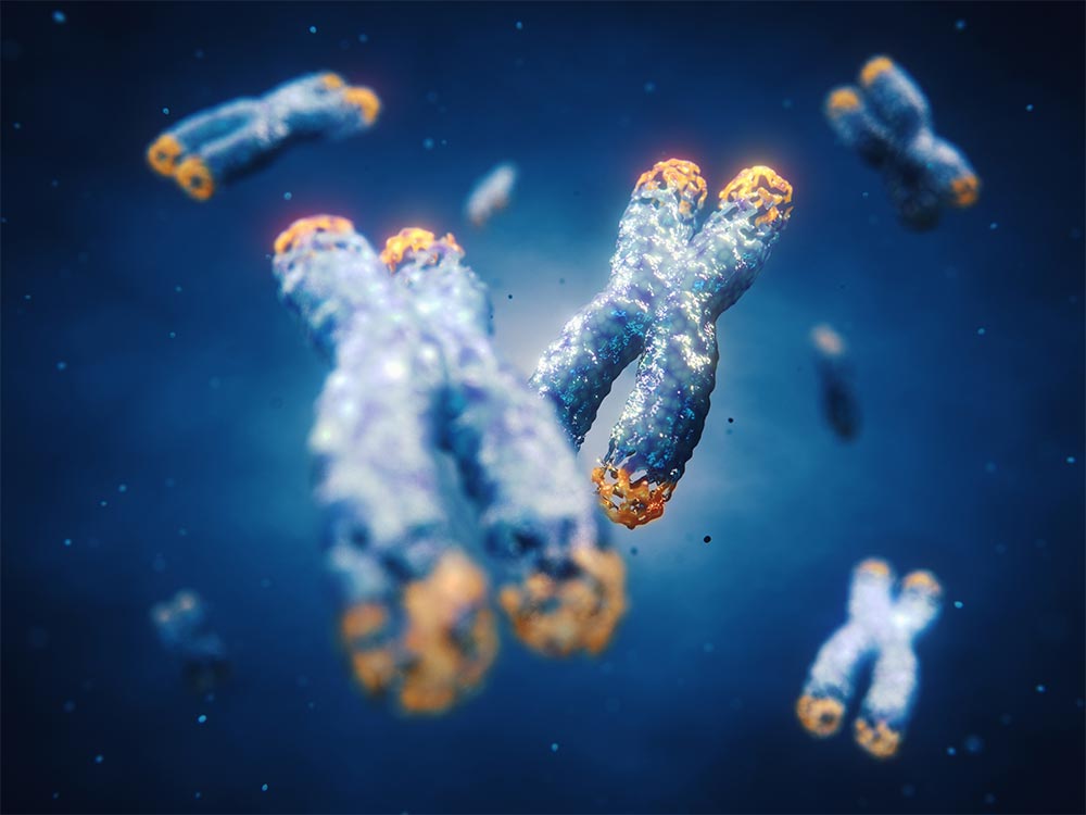 Telomeres are found on both ends of chromosomes. Telomere length is affected by lifestyle and has direct impact on human health and lifespan