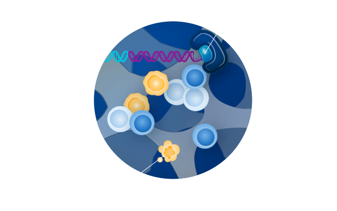 telomerase blocked