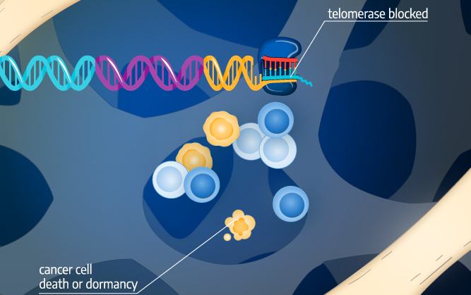 telomerase blocked