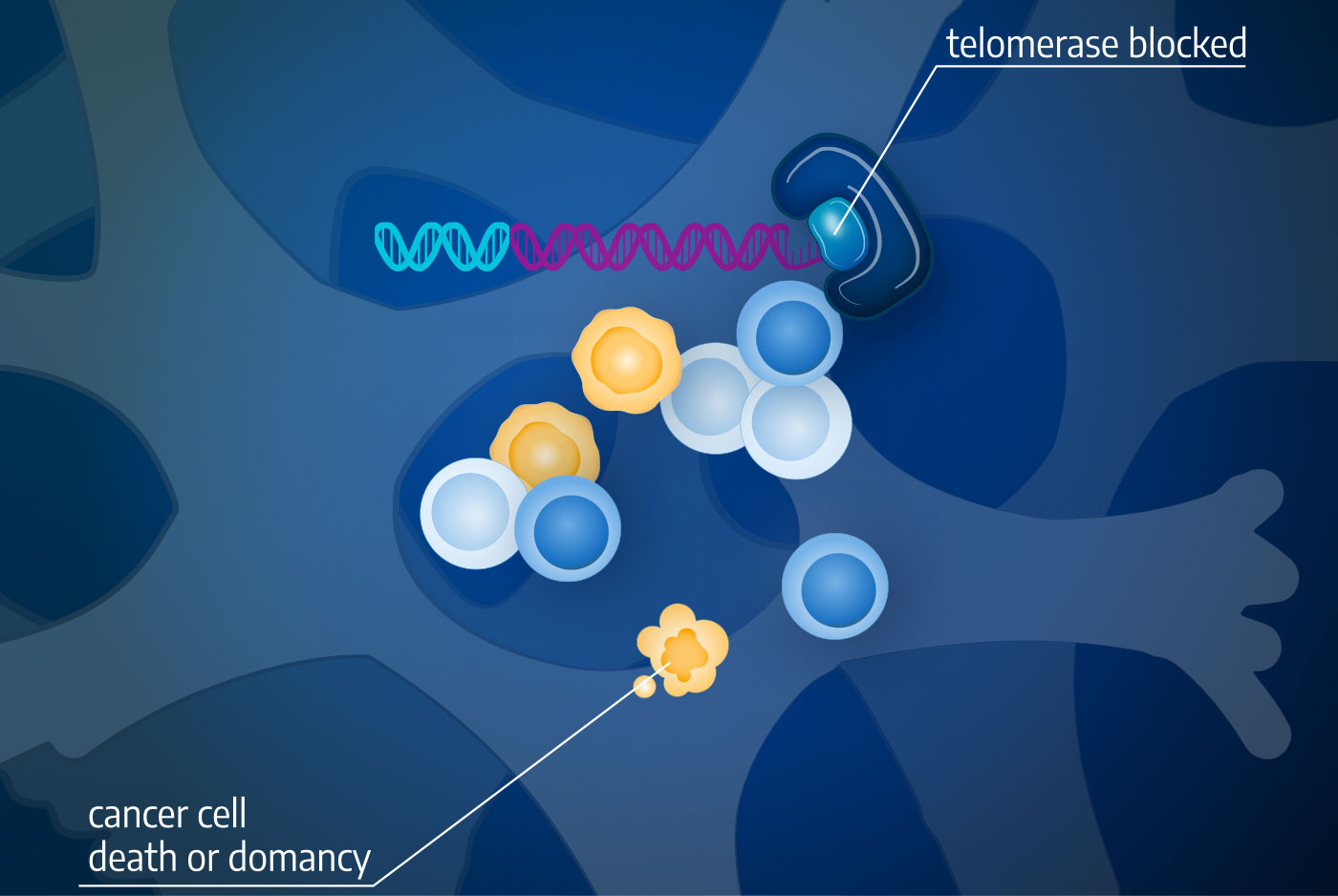 telomerase blocked